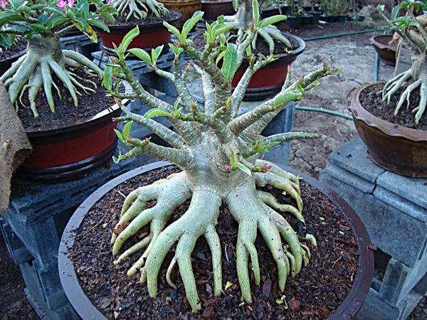 "Socotranum Golden Crown"